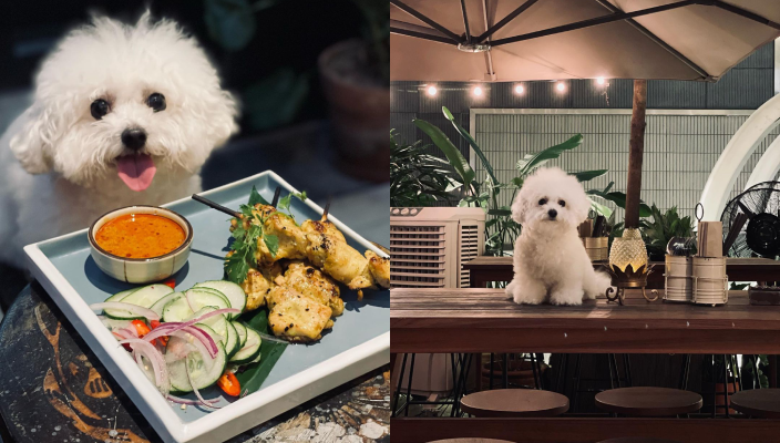 狗狗好去處、寵物友善餐廳、寵物cafe